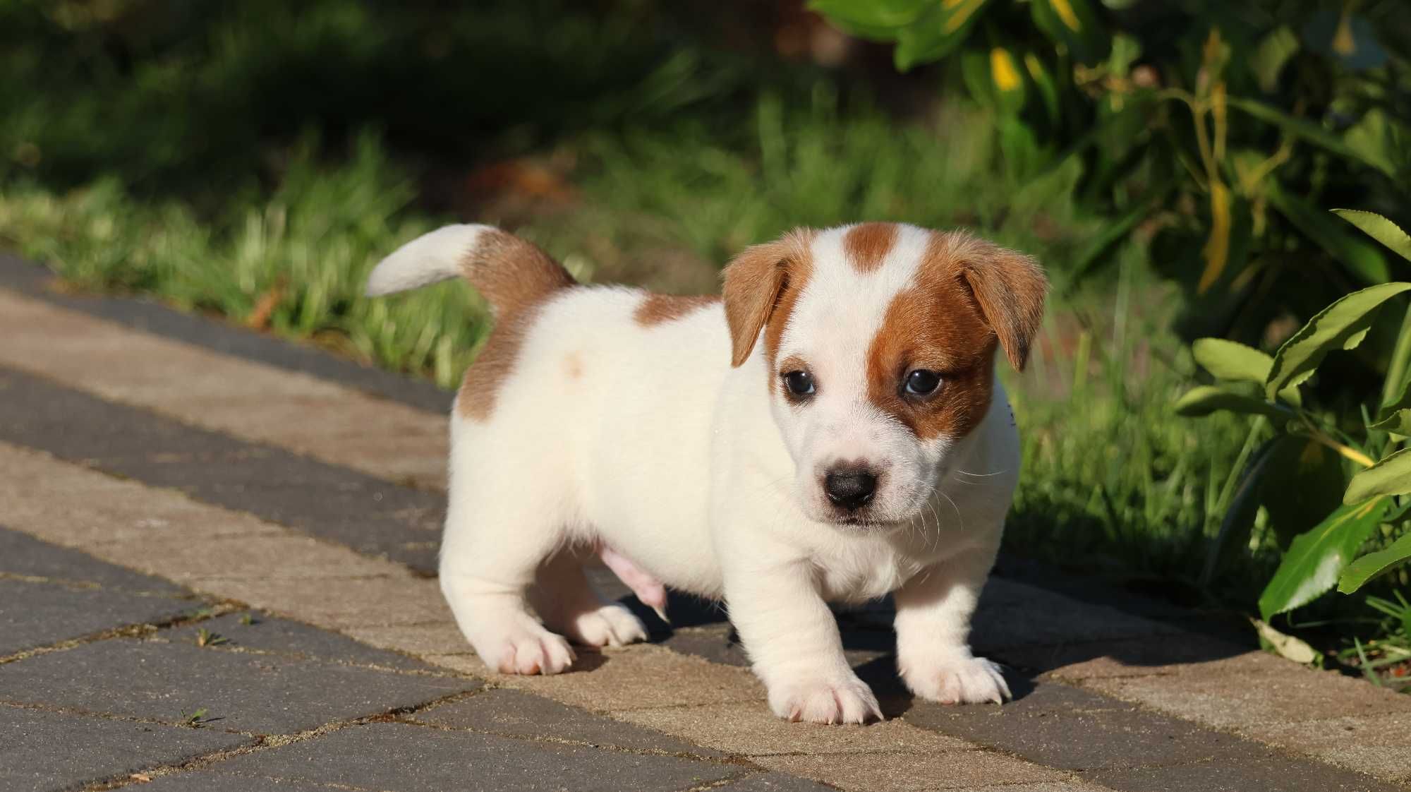 Oryginalny Piesek Jack Russell Terrier/BREFIO
