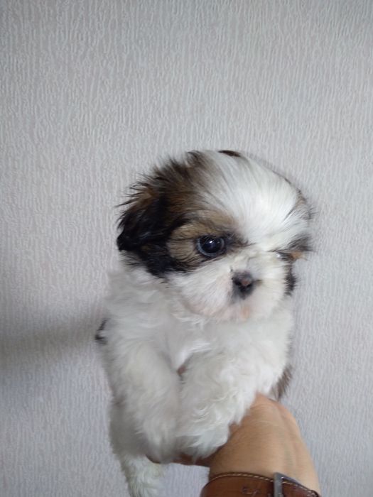 Shih Tzu Soberba