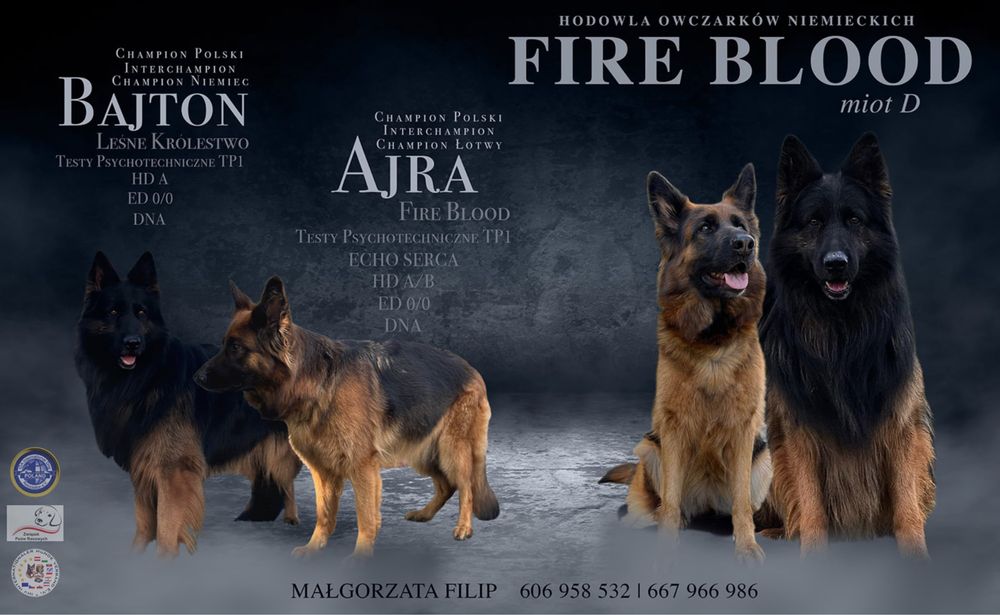 Owczarek niemiecki długowłosy szczeniak suczka