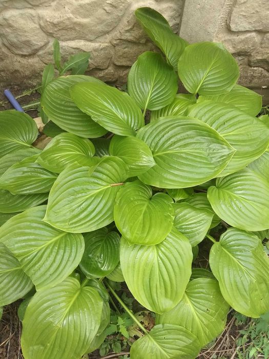 Рослини садові-камсис,лилии,коврик,хоста,климатис