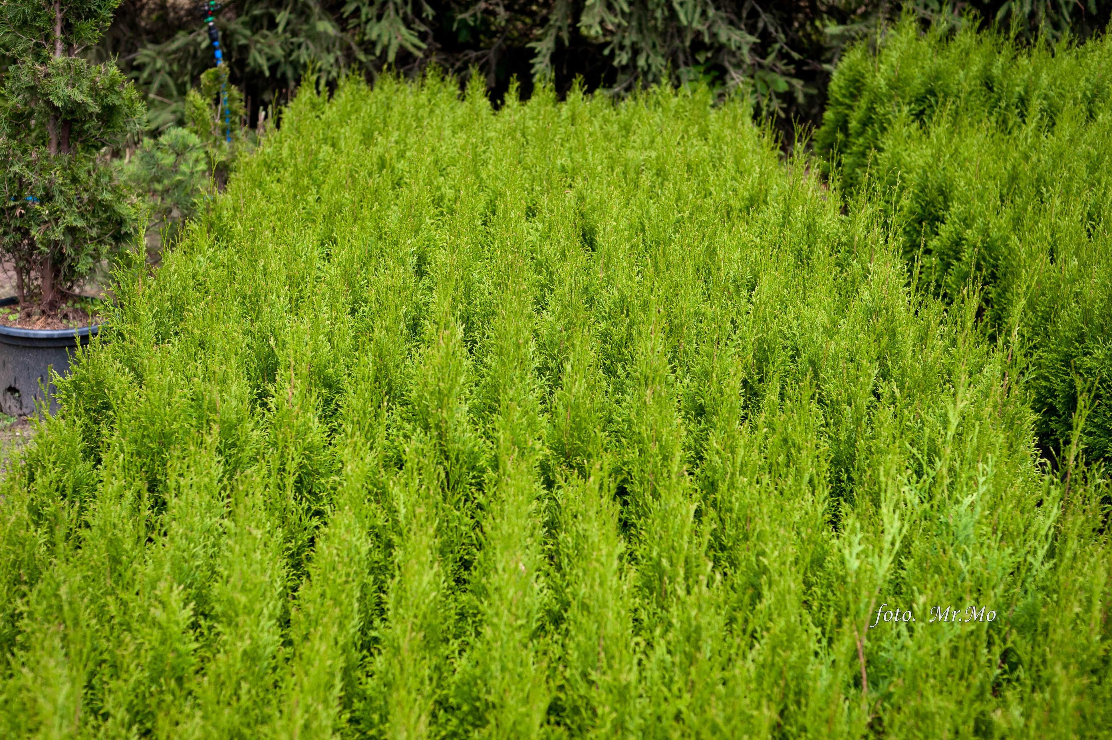 Tuje Tuja Szmaragd zielone THUJA OCCIDENTALIS 45cm 55 cm