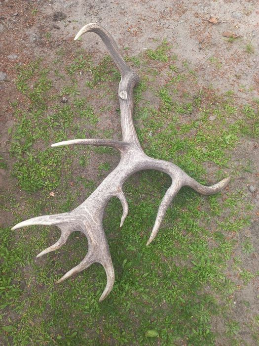 Роги оленя,оленьи рога