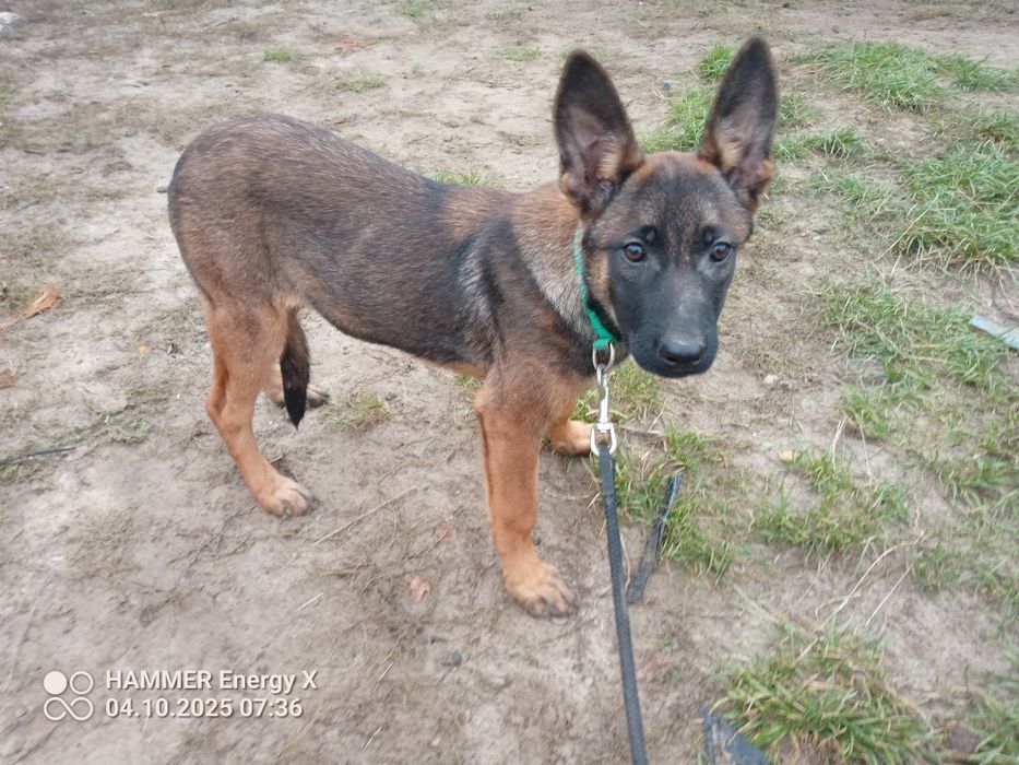 owczarek belgijski szczeniak  suczka 3,5 miesiąca