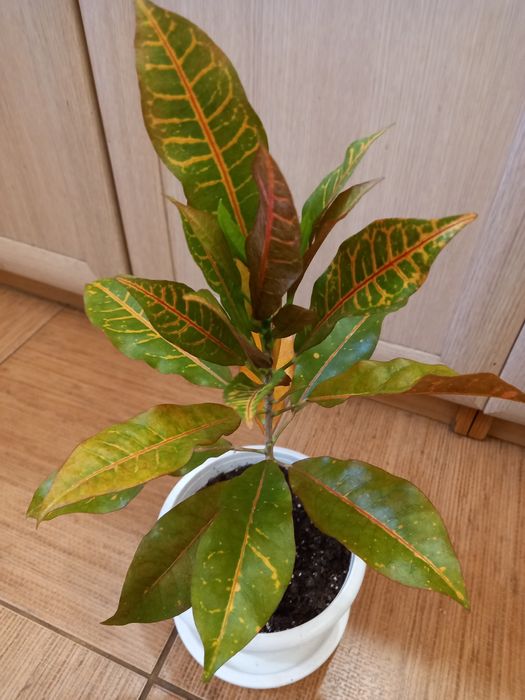 Кротон Генерал Пейдж