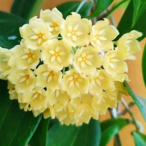 Хойї Матільда спл. Куртісі, Фламінго ,Блашерназії.