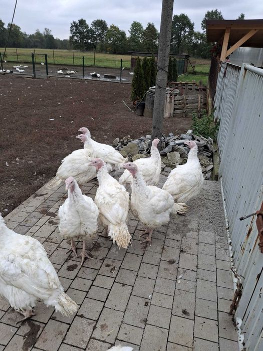 Sprzedam indyczki brojlery