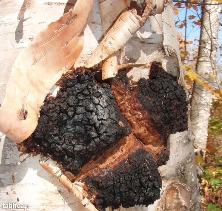 Okazja - 1,5 kg Chaga / Czaga / Inonotus obliquus / Czarna huba z brzo