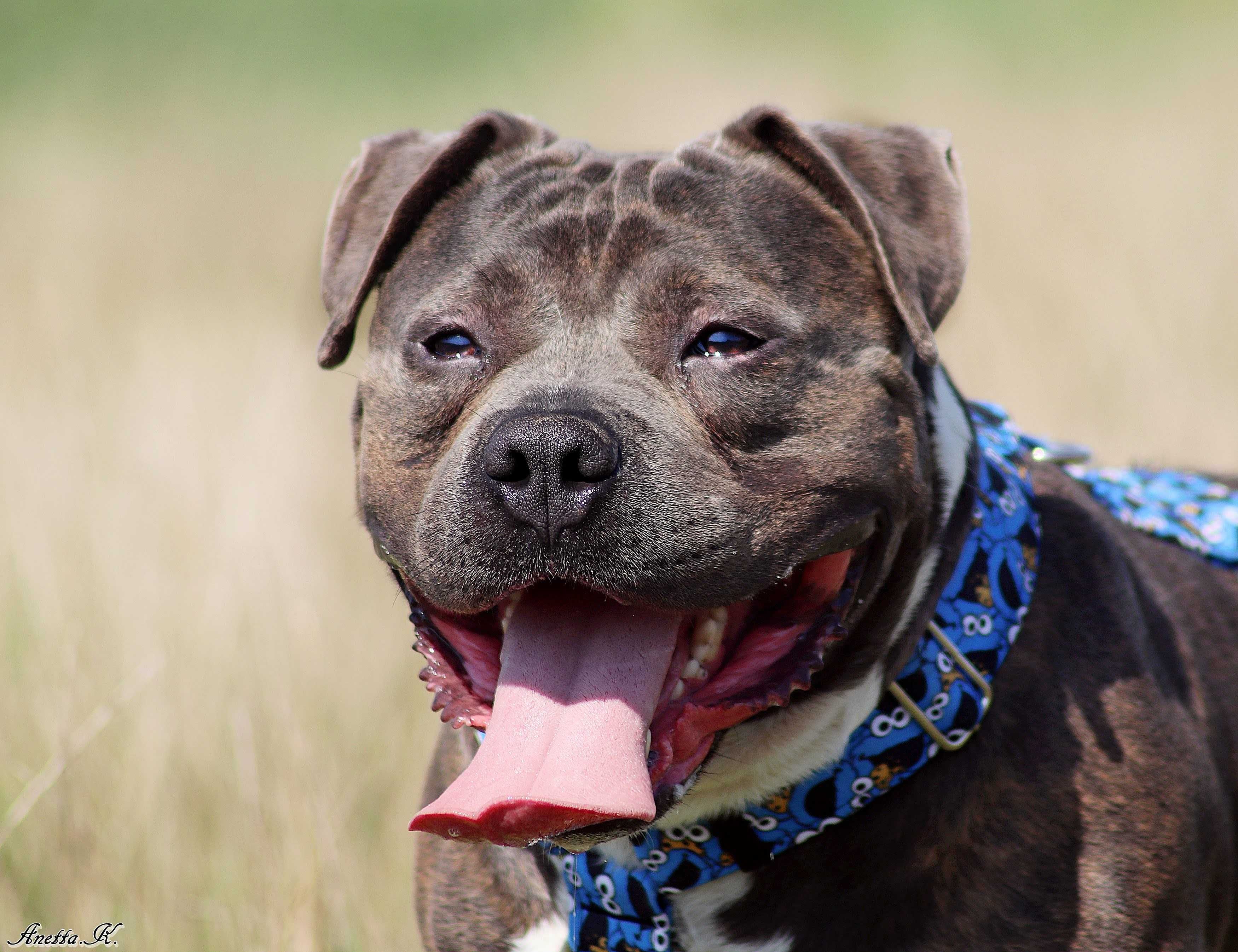 Śliniak w typie American Bully szuka kochającego domu