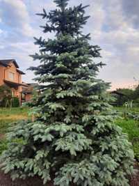 Продам! Ялина блакитна  Glauca 320 см.