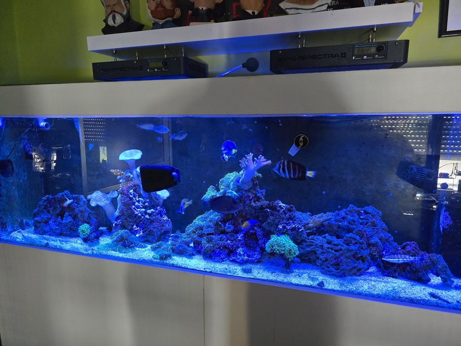 Peixinhos de agua salgada, nemos doriys etc