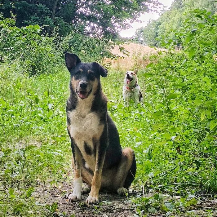 Roxi potrzebuje domu