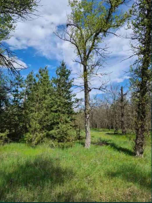 Продам участок напротив леса в пос.Обуховка