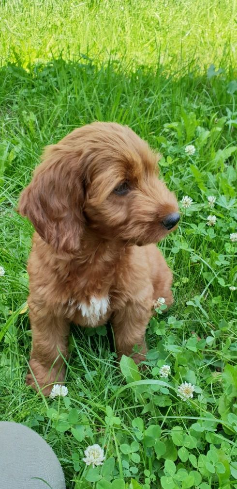 Cockapoo. Suczka Osaka. Cocker Spaniel Angielski/ Pudel miniaturowy