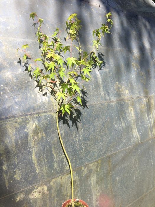 Acer- planta de jardim