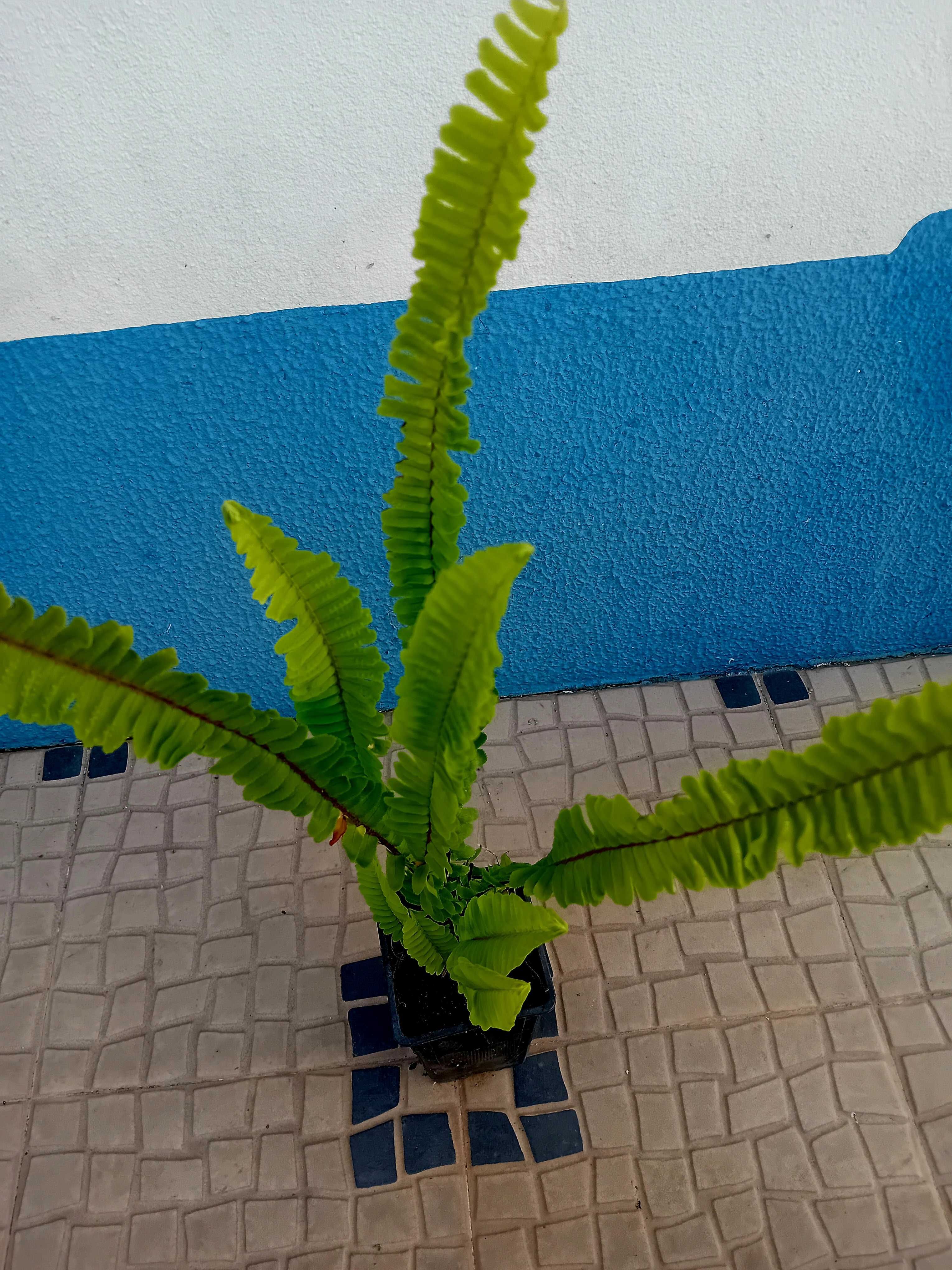 Feto Nephrolepsis Cordifolia