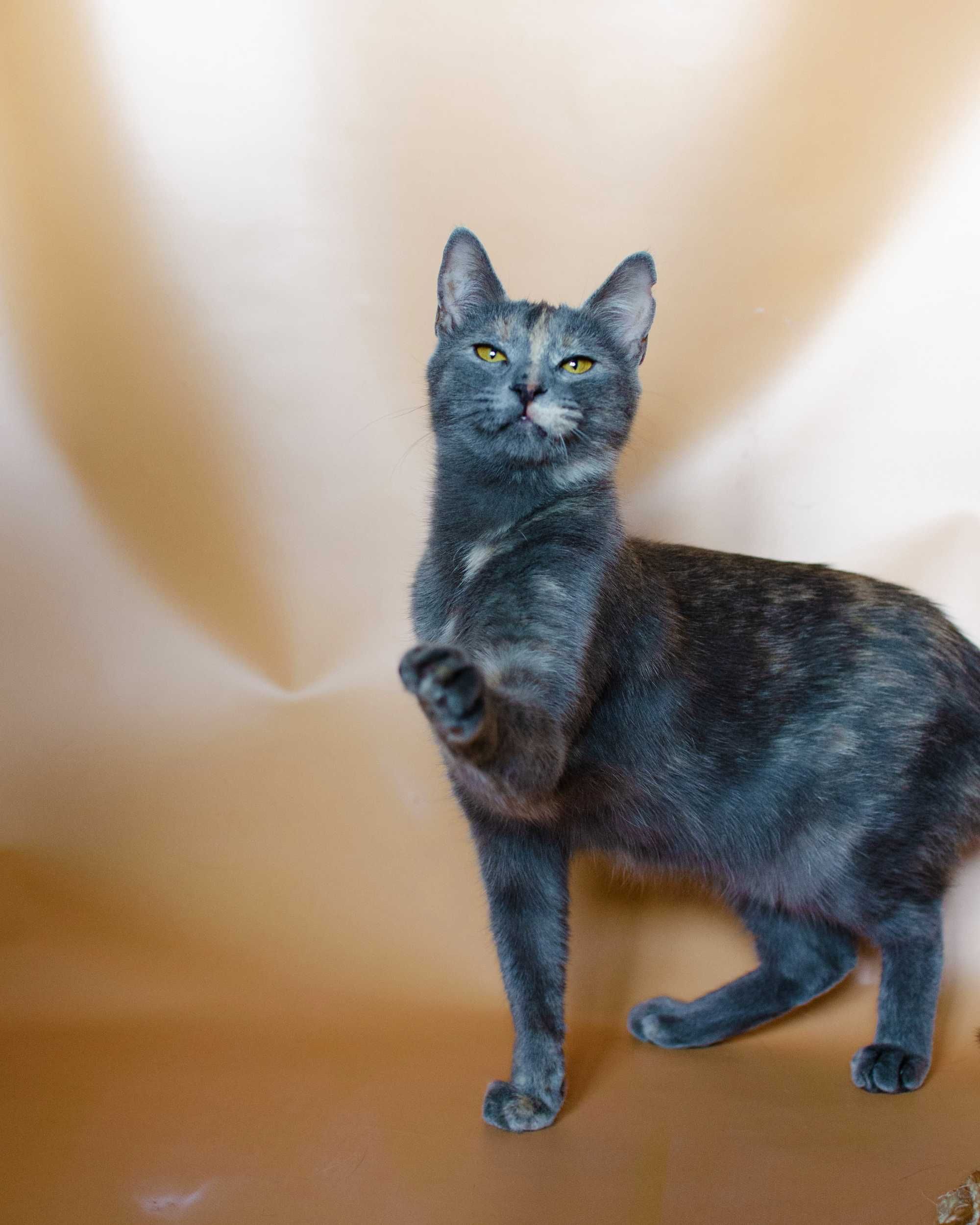 Грайлива Сільва, 7міс вакцинована, з документами: кішка кошеня котенок