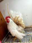 Galinhas serâmas galo aves animais