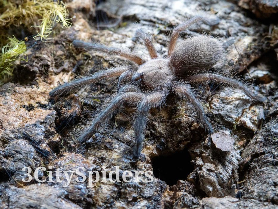 Monocentropus balfouri 2DC (3CitySpiders)