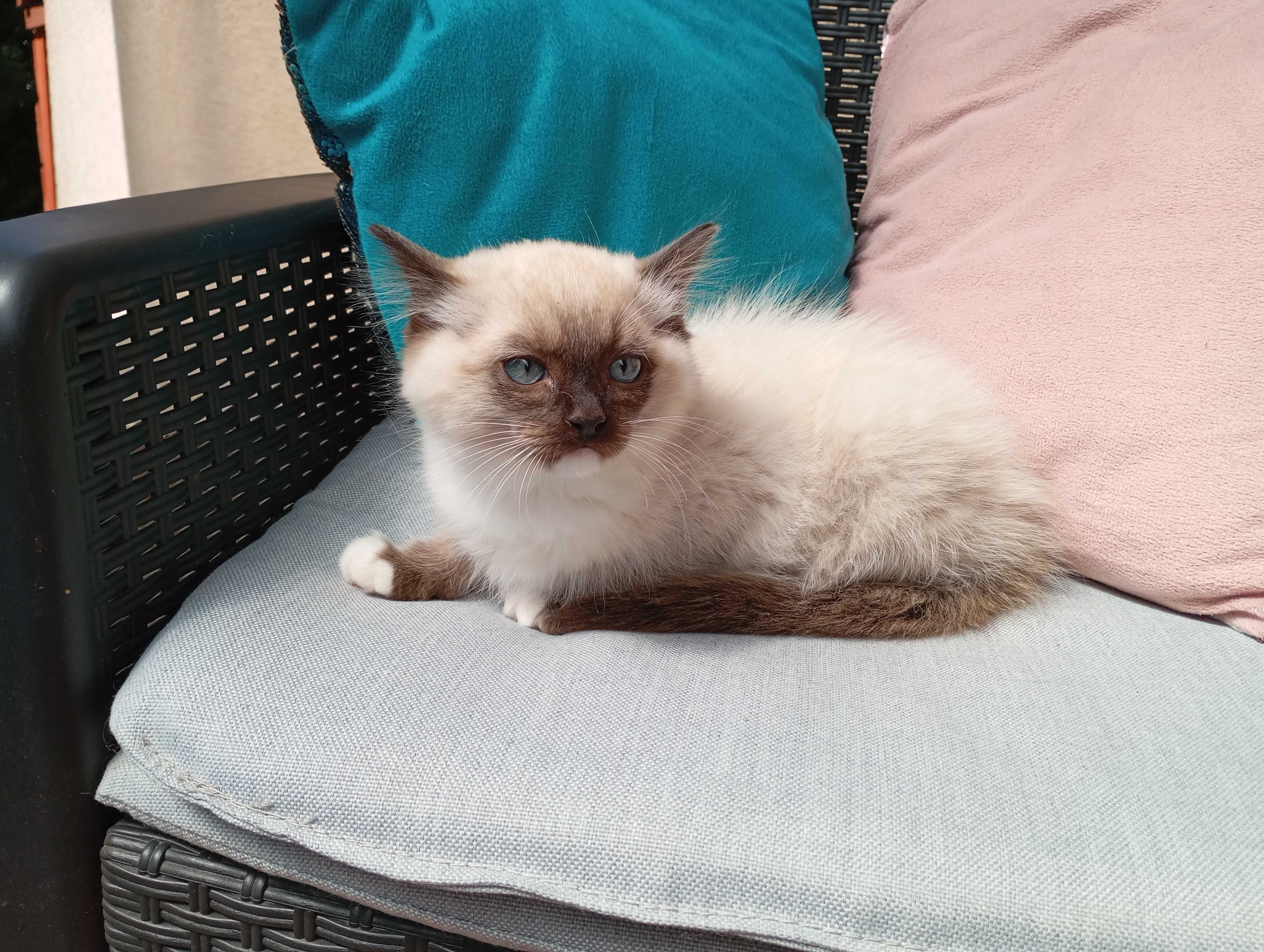 Kocurek Ragdoll z rodowodem