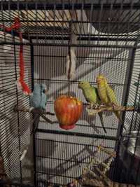 Papugi alexsandretty obrączkowane z klatka