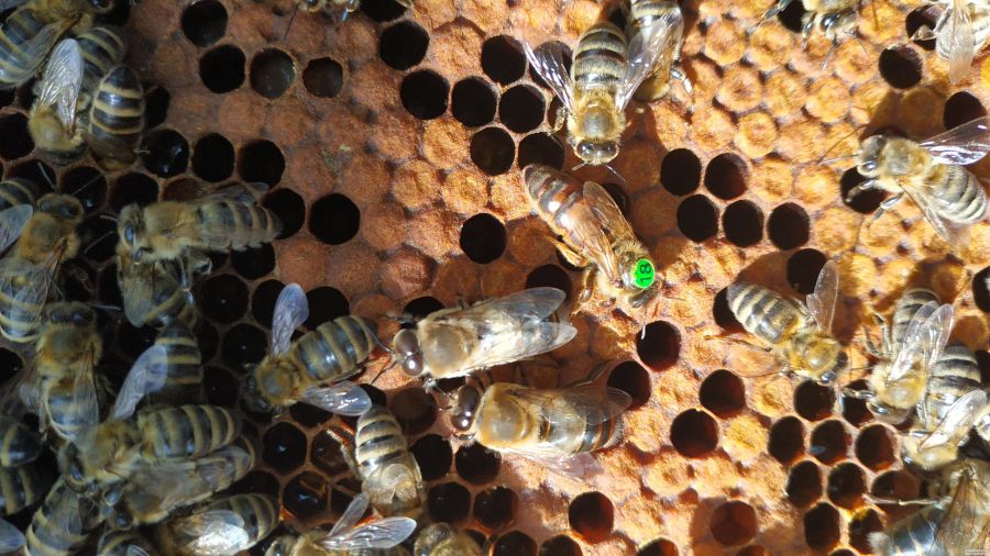 Плідна бджоломатка карніка F 1