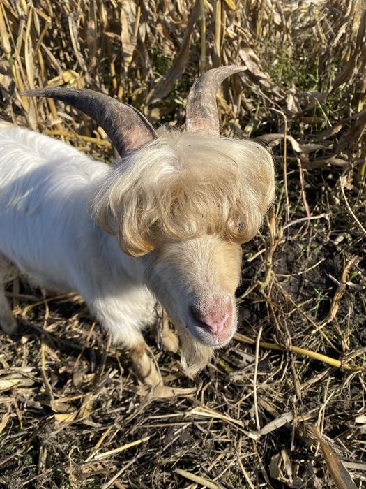 Продам козла на заложку