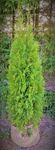 Tuja Thuja Szmaragdowa Producent