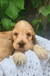 Cocker spaniel angielski pies suka szczeniak