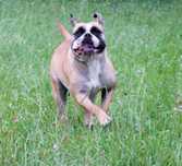 buldog kontynentalny
