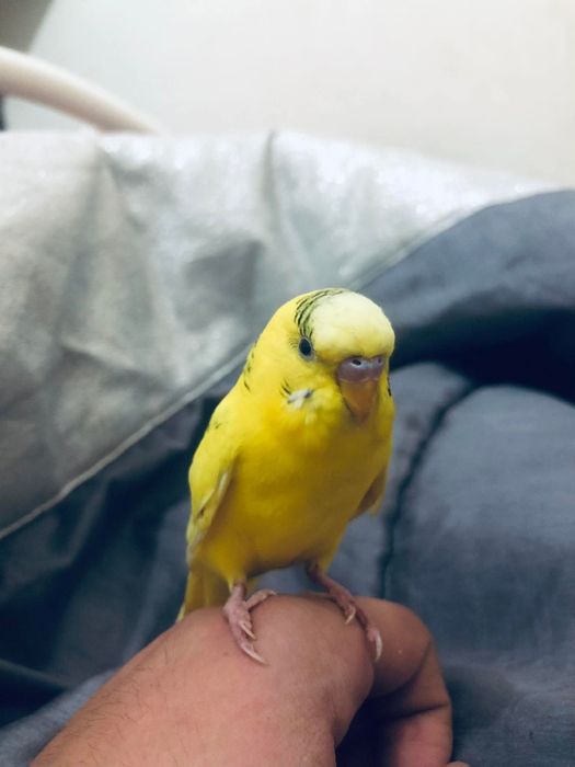 Periquito domésticado/criado a mão