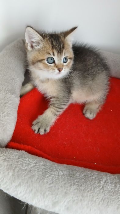 Macho Scottish Straight