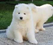 Samoyed szczenie FCI ZKwP