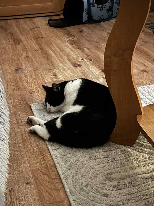 Oddam kotka w dobre ręce