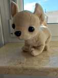 Maskotka piesek Chihuahua