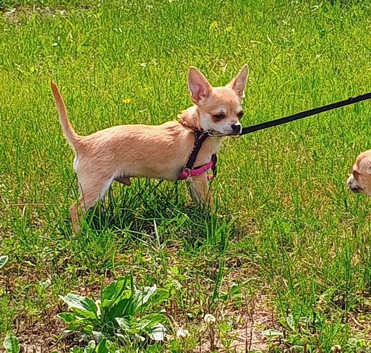 Chihuahua piesek komplet szczepien