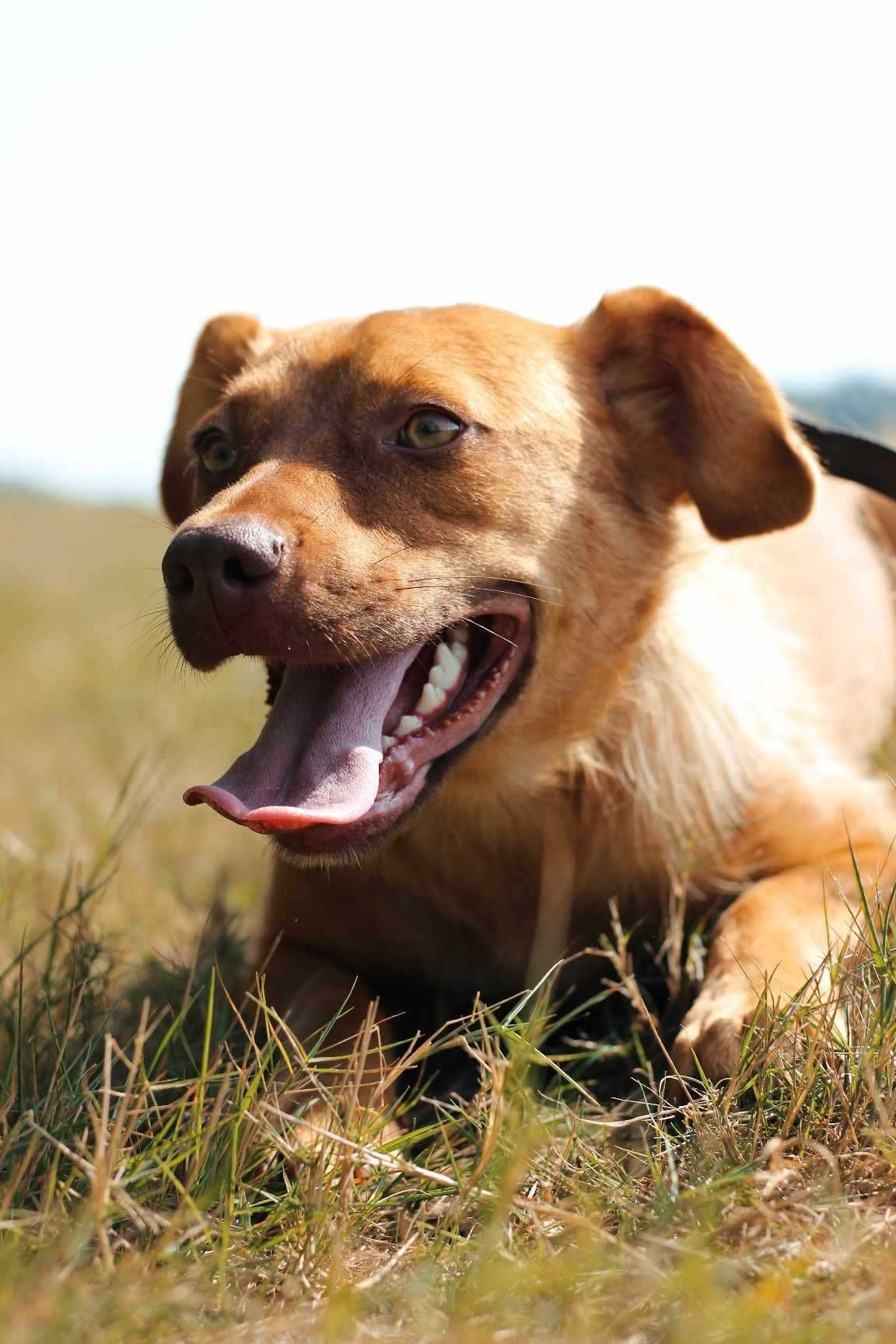 vandelopa poleca się do adopcji