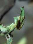 Phyllocrania paradoxa – modliszka liściogłowa  po zielonych L3/4