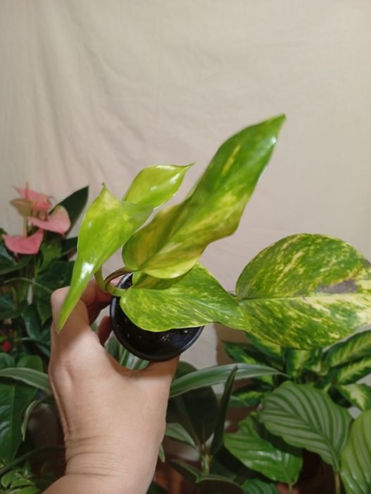 Вариегатный Эпипремнум сциндапсус  хепи лиф