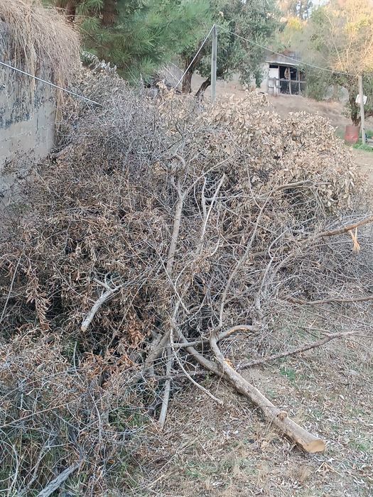 Ofereço // dou  Lenha