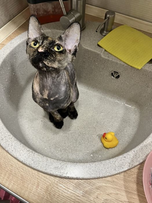 Кошка породы сфинкс