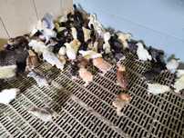 3/4 tygodniowe de bresse,marans, kochin olbrzymi, australorp, Włoszka