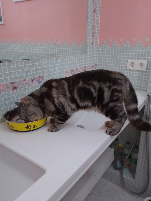 В'язка. Скоттіш страйт