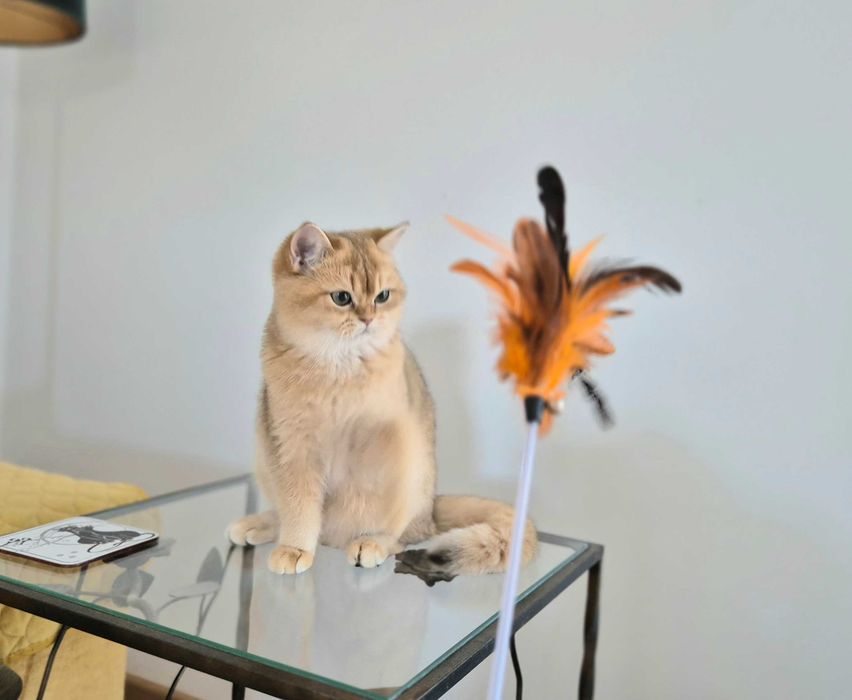 Koty Brytyjskie w wyjątkowych kolorach