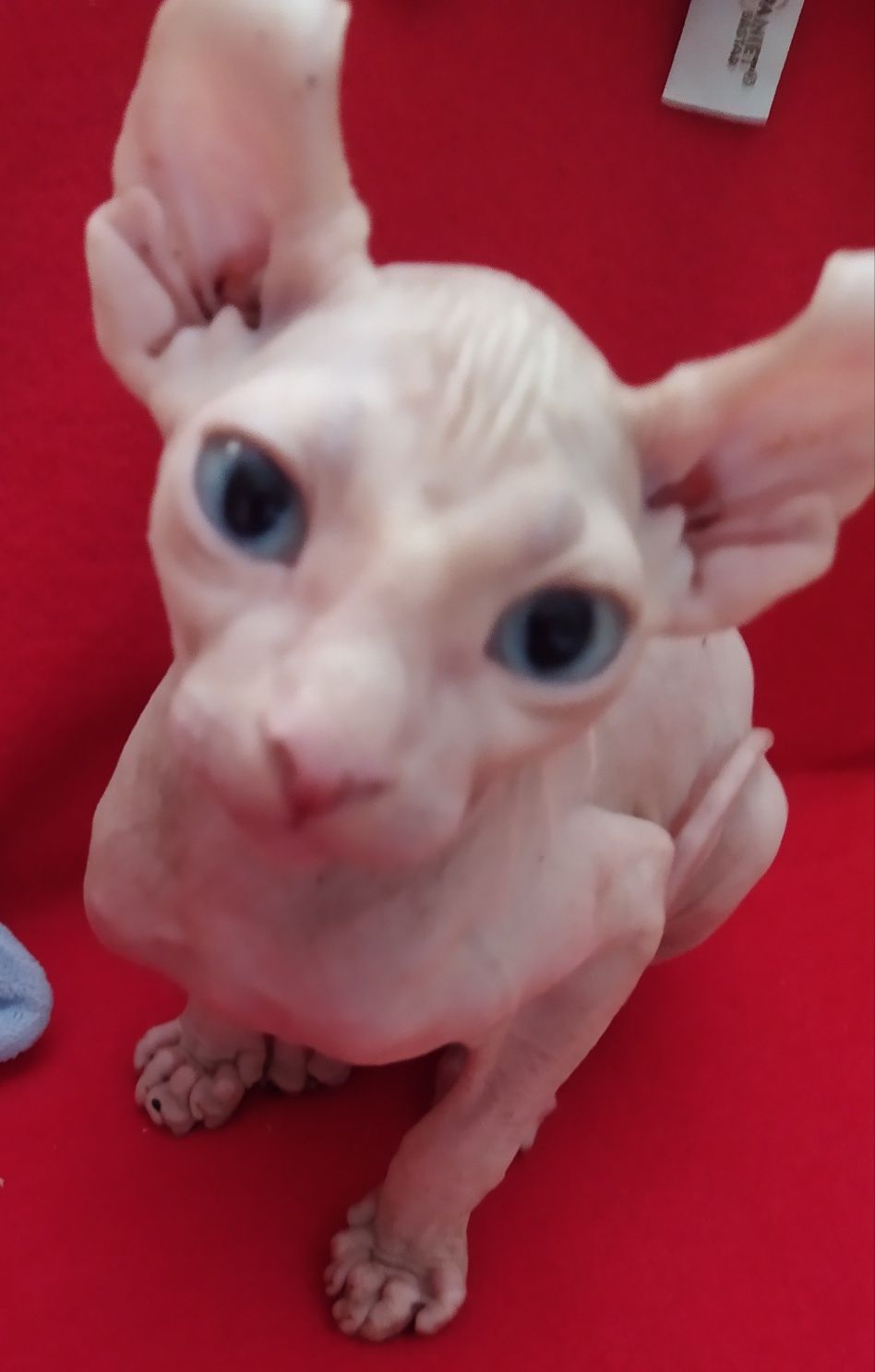 Ельф блакитноокий малюк