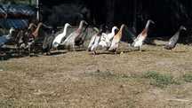 Patos * Várias Raças*