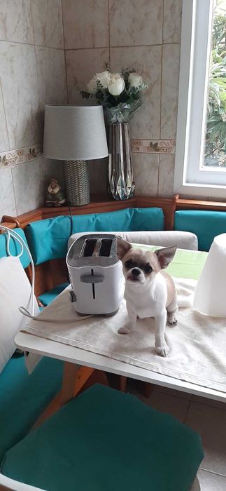 Chihuahua macho cor creme , mini, nao cresce mais