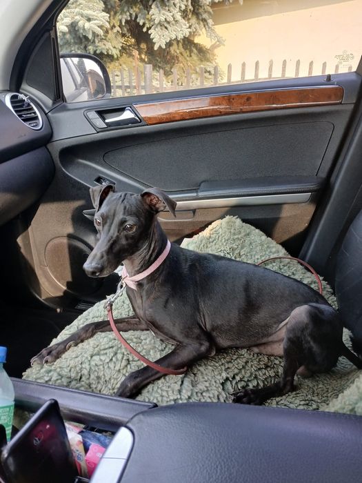 Charcik włoski piesek