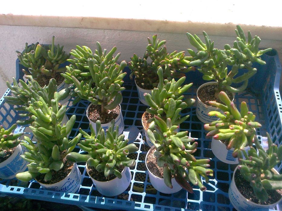 Orelha de Shrek (planta natural)