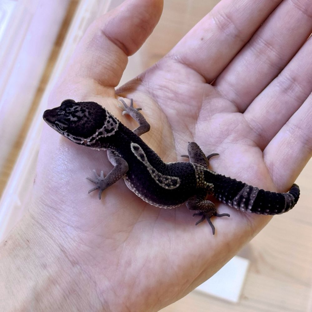 Gekony lamparcie - Carbon - maluchy 07/2025 - Eublepharis macularius