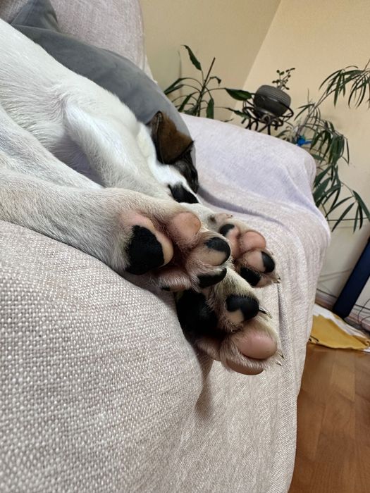 Віддам врятоване цуценя (вакцинована, з паспортом).Доставлю по Україні